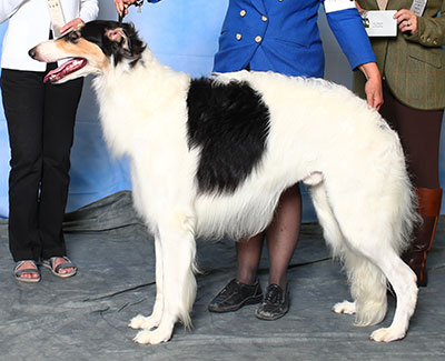 2015 Puppy Sweepstakes Dog, 15 months and under 18 - 4th