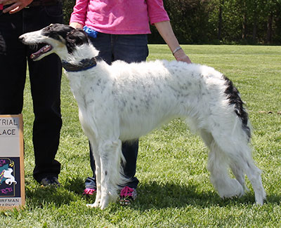 2015 AKC Lure Coursing Special 2nd