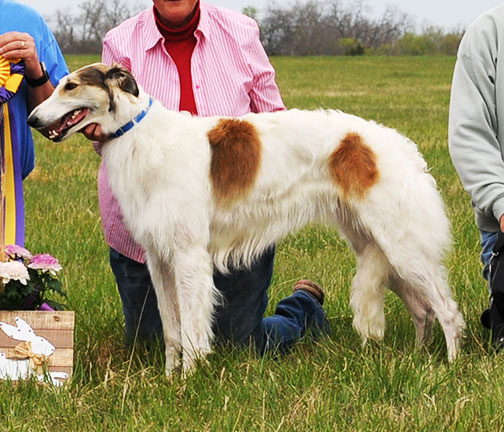 2016 AKC Lure Coursing Best of Breed