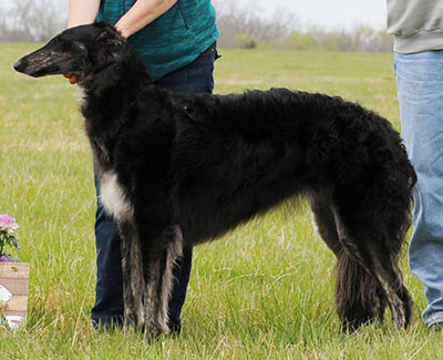 2016 AKC Lure Coursing Open A 3rd