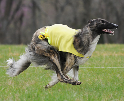 2016 AKC Lure Coursing Open A 4th