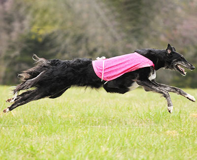 2016 AKC Lure Coursing Open A 5th