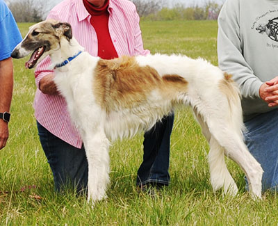 2016 AKC Lure Coursing Open B 1st