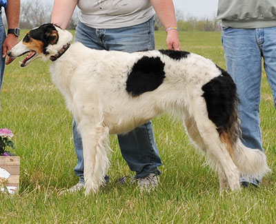 2016 AKC Lure Coursing Open B 3rd