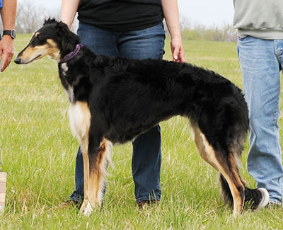 2016 AKC Lure Coursing Open B 4th