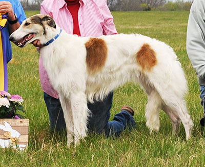 2016 AKC Lure Coursing Open C 1st