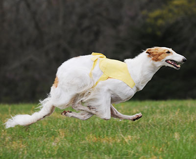 2016 AKC Lure Coursing Open C 2nd