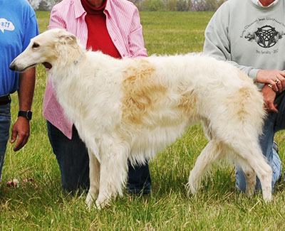 2016 AKC Lure Coursing Veteran 1st