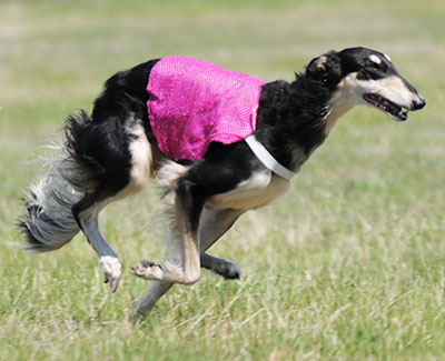 2016 ASFA Lure Coursing Open A 4th