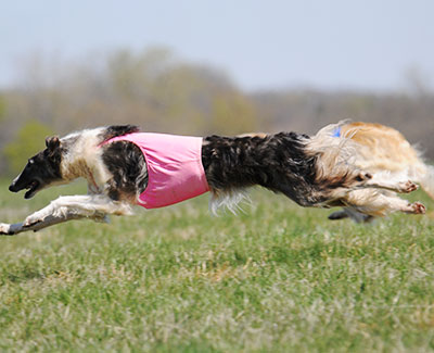 2016 ASFA Lure Coursing Open A NBQ