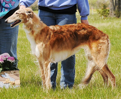 2016 ASFA Lure Coursing Field Champion 3rd