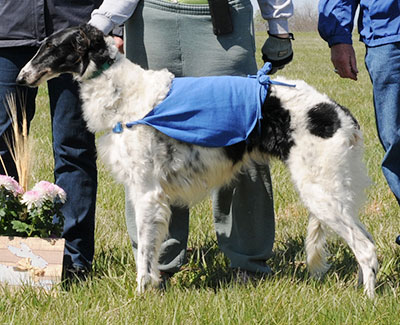 2016 ASFA Lure Coursing Veteran 1st