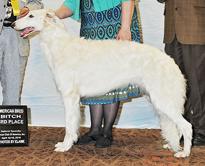 2016 Bitch, Amerian Bred - 3rd