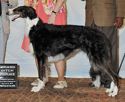 2016 Bitch, Amerian Bred - 4th