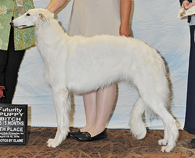 2016 Bitch, Bred by Exhibitor - 4th