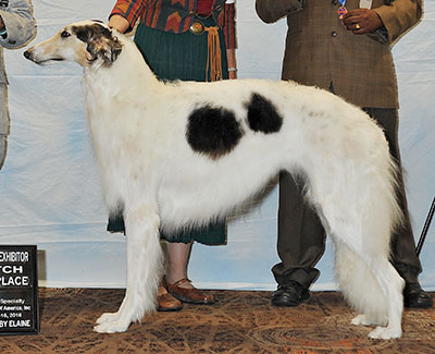 1992 Best Bred By Exhibitor In Specialty