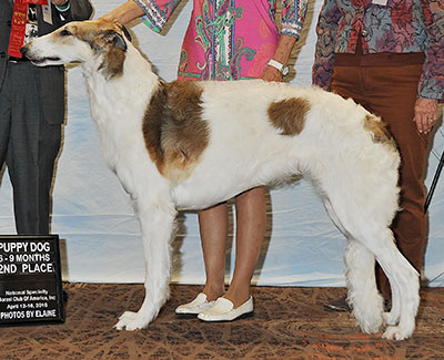 2016 Dog, 6 months and under 9 - 2nd