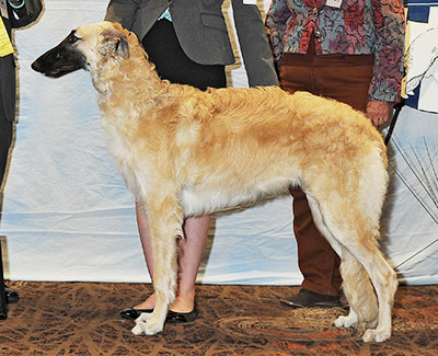 2016 Dog, 6 months and under 9 - 3rd
