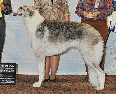 2016 Dog, 9 months and under 12 - 3rd