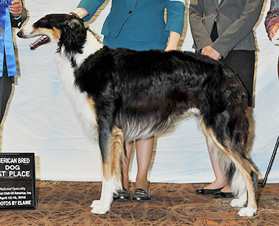 2016 Dog, Amerian Bred - 1st