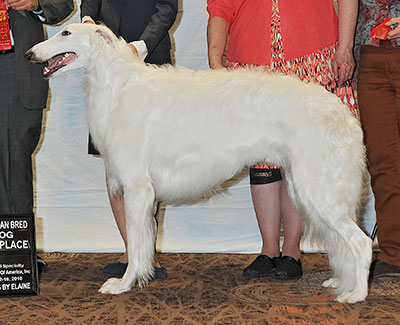 2016 Dog, Amerian Bred - 2nd