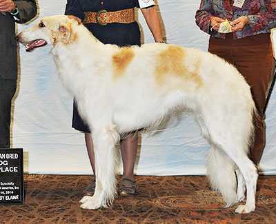 2016 Dog, Amerian Bred - 3rd