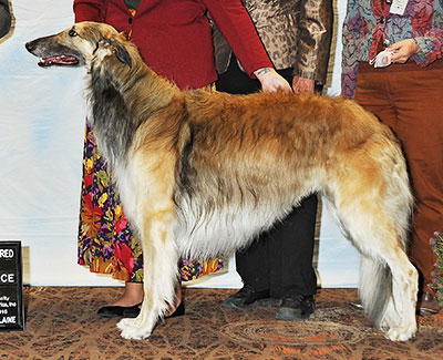 2016 Dog, Amerian Bred - 4th