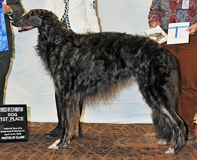 2016 Dog, Bred by Exhibitor - 1st