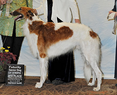 2016 Dog, Bred by Exhibitor - 2nd