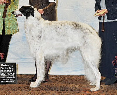 2016 Futurity Dog, 18 months and under 21 - 2nd