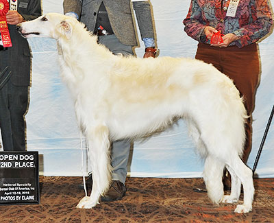 2016 Dog, Open - 2nd