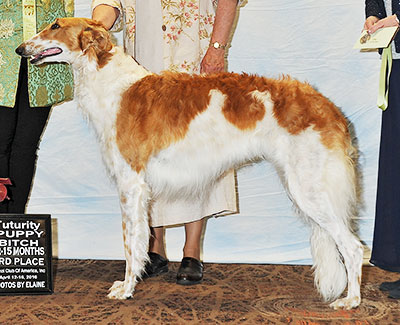 2016 Futurity Bitch, 12 months and under 15 - 3rd