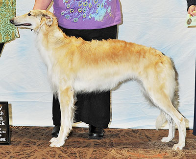 2016 Futurity Bitch, 18 months and under 21 - 3rd