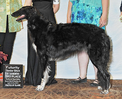 2016 Futurity Bitch, 21 months and under 24 - 3rd