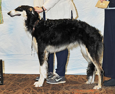 2016 Futurity Bitch, 6 months and under 9 - 2nd