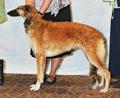 2016 Futurity Bitch, 6 months and under 9 - 3rd