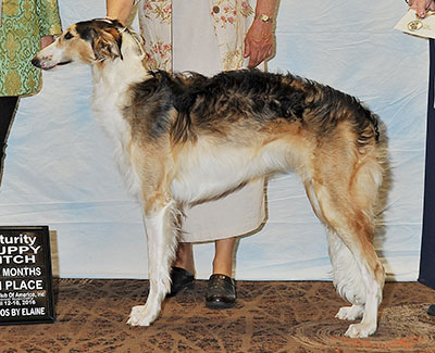 2016 Futurity Bitch, 6 months and under 9 - 4th