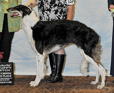 2016 Futurity Bitch, 9 months and under 12 - 3rd