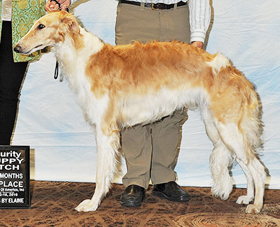 2016 Futurity Bitch, 9 months and under 12 - 4th