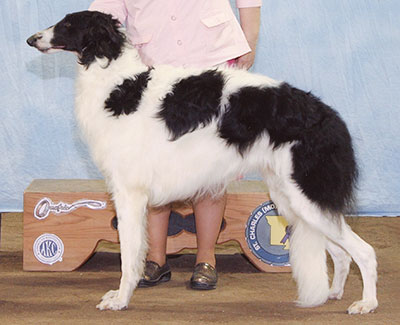 2016 Futurity Dog, 18 months and under 21 - 4th