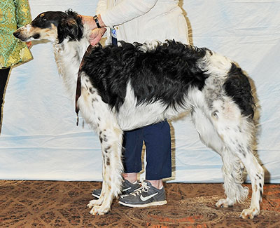 2016 Futurity Dog, 6 months and under 9 - 2nd