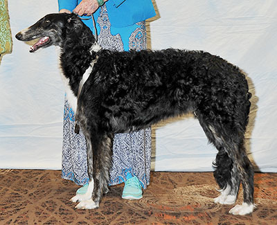 2016 Futurity Dog, 6 months and under 9 - 4th