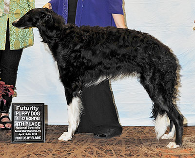 2016 Futurity Dog, 9 months and under 12 - 4th