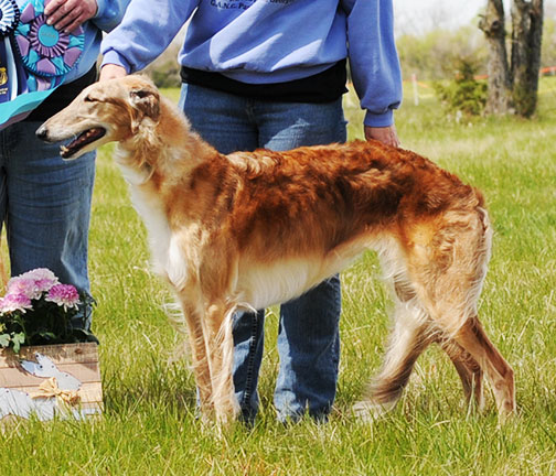 2016 LGRA Best of Breed