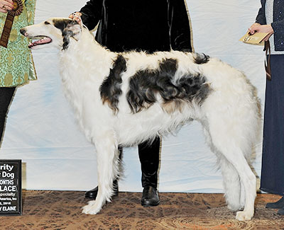 2016 Futurity Dog, 21 months and under 24 - 2nd