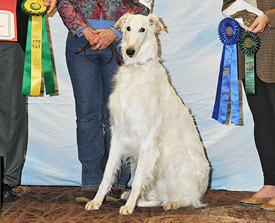 2016 Obedience Award of Merit