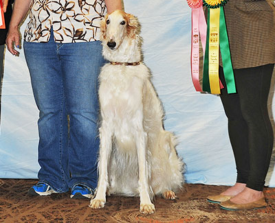 2016 Obedience Award of Merit