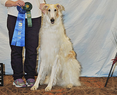 2016 Obedience Beginner Novice Class 'B' - 1st