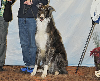 2016 Obedience Novice Class 'B' - 2nd