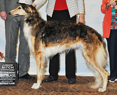 2016 Puppy Sweepstakes Bitch, 15 months and under 18 - 2nd